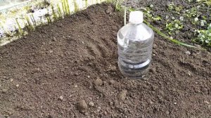 Бутылки в огороде для полива и земледелия