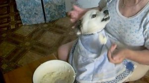 the dog eats from a spoon//Собака ест с ложки ))