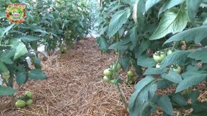 Триходермин - самый "крутой" помощник огородника и садовода в защите растений от болезней