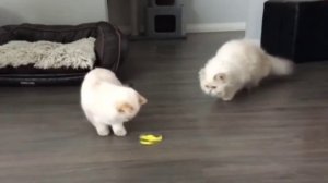 Собаки и кошки играют со спинером