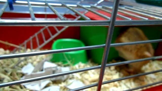 хомяк утепляет дом бумагой 1 смотреть онлайн