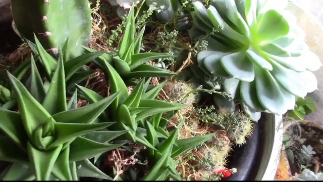 УДОБРИТЬ РАСТЕНИЯ ПЕРЕД ДОЛГОЙ ЗИМОЙ, ОБЯЗАТЕЛЬНО! смотреть онлайн