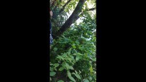 Поставил вершу и две раколовки на сутки. Наловил плотвы и окуня.