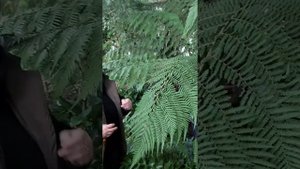 Древовидные папоротники: циатеи