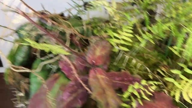 Hoya imbricata and undulata Six Months Later смотреть онлайн