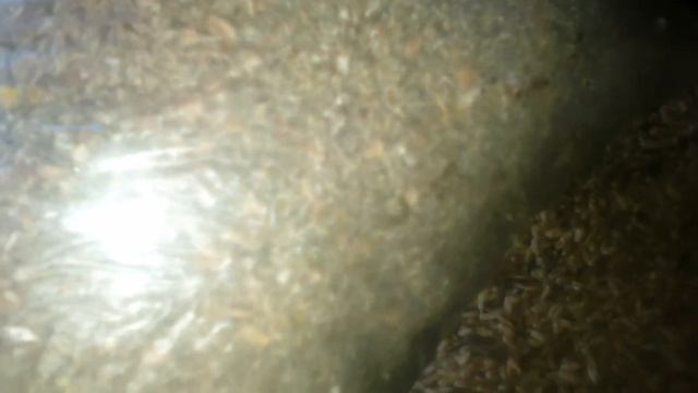 Как повысить яйценоскость кур.Просто добавьте эту..... смотреть онлайн