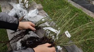 Посылка с розами из питомника Александра! Заказ на осень 2021 - распаковка и обзор роз.