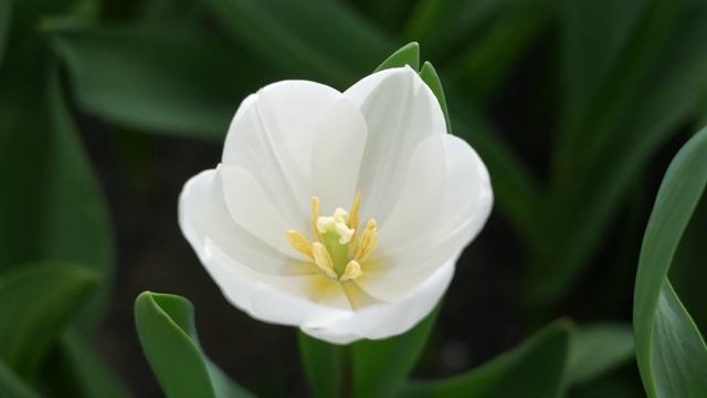 The Most Beautiful Garden in the World  Keukenhof Garden