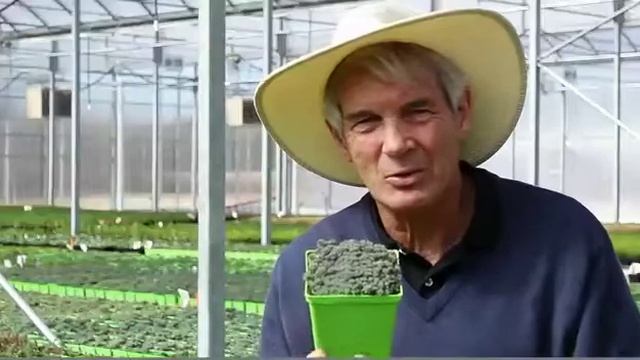 Sedum hispanicum minus 'Purple Form' смотреть онлайн