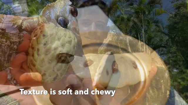 Phet Pak Chong Atemoya (PPC) Annona Fruit Taste Review