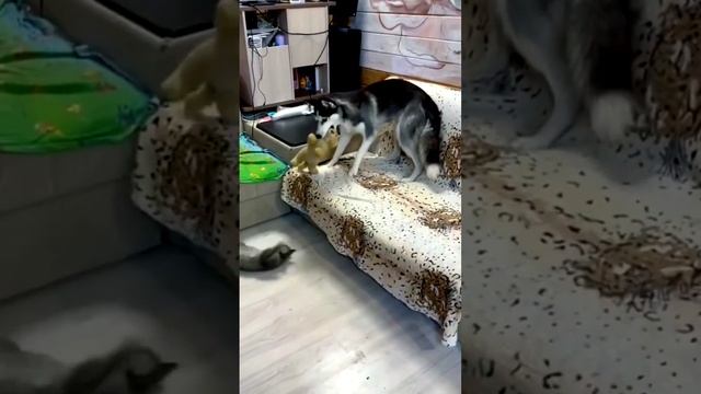 я на работу к собакам не приставай