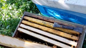 Способ ранней обработки пчел от клеща в зиму