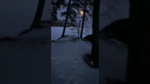 Прислали видео.  Волки в Боровом. Не верится... 🏃 Казахстан.