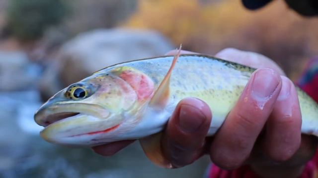 FLY FISHING NEW MEXICO | DIY BOX CANYON | THE MOST BEAUTIFUL FISH | TROUT IN A DESERT