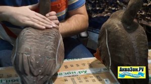 Белолобый ALFA Живое перо