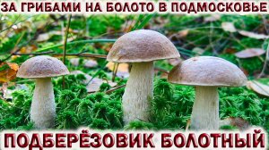 ?ЗА ГРИБАМИ НА БОЛОТО В ПОДМОСКОВЬЕ.?ГРИБЫ ПОДБЕРЁЗОВИК БОЛОТНЫЙ И РАЗНОЦВЕТНЫЙ.?Опасная трясина