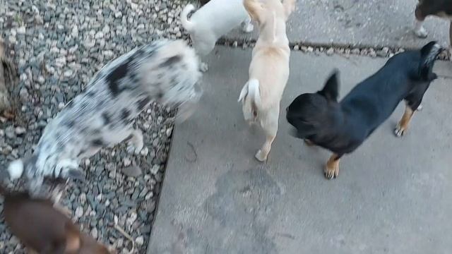 сборище миников питомник чихуахуа Кастропуло Крым смотреть онлайн