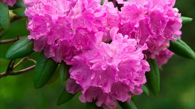 РОДОДЕНДРОН - самый красивый раннецветущий кустарник