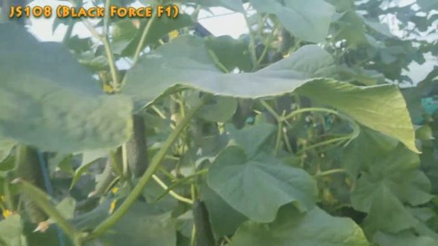 [Часть 4] 24 гибрида огурца в 1 теплице! Самые темные и выносливые гибриды смотреть онлайн