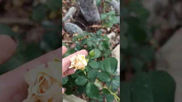 Осенние розы, они другие... смотреть онлайн