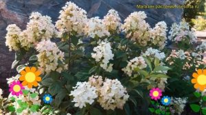 Гортензия метельчатая Тиклд Пинк. Краткий обзор, описание hydrangea paniculata Tickled Pink