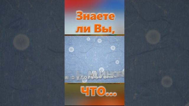 Знаете ли Вы, Что? Дельфин и осьминог