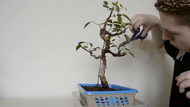Бонсай фикус ретуса (Retusa tiger bark). Формирование фикуса Ретуса в стиле Мойоги (Moyogi)