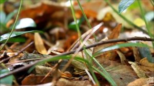 Canon EOS 600D EF-S 18-55 ВІДЕО ТЕСТ №2