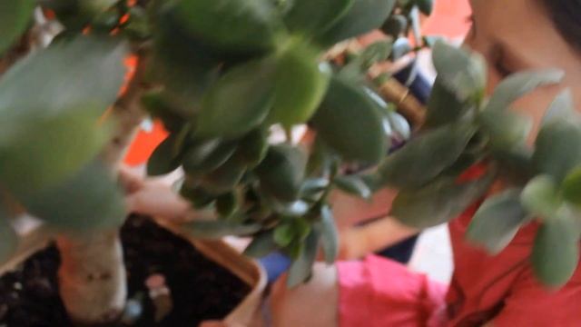 Красула Денежное дерево 2016. flower room Krasulia or money tree смотреть онлайн