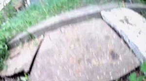 Мучной червь. Разведение и содержание мучного червя на корм в домашних условиях