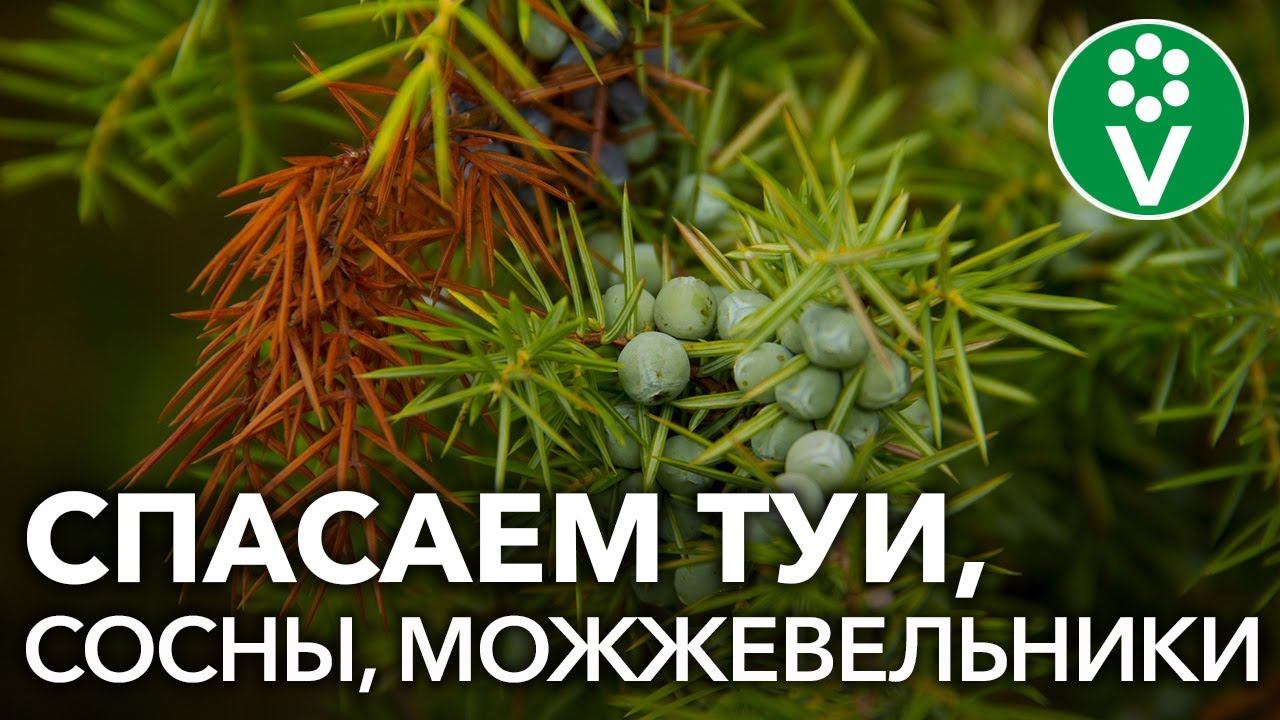 ОПРЫСКАЙТЕ ЭТИМ ХВОЙНЫЕ ОСЕНЬЮ от всех болезней и пожелтения хвои