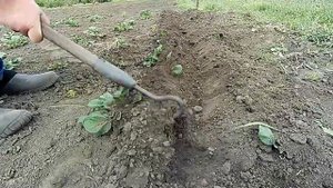 Описание и посадка раннего картофеля Ривьера