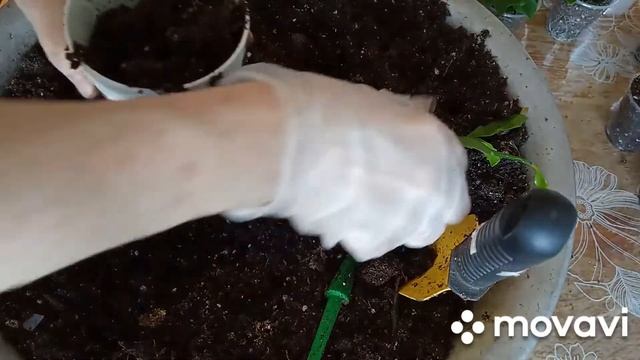 пересадка- перевалка подросших растений, и немного черенкование смотреть онлайн