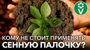 СЕННАЯ ПАЛОЧКА - ПАНАЦЕЯ ОТ ВСЕХ ОГОРОДНЫХ БЕД ИЛИ ЗАГОВОР МАРКЕТОЛОГОВ? Разбираемся с микробиологом