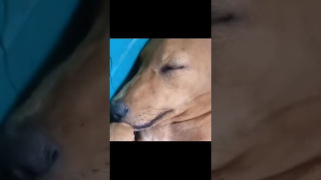 Benin guy make fun of his lazy dog.