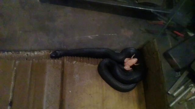 Гадюка и лягушка смотреть онлайн