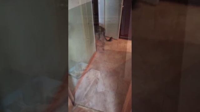 И такое бывает. И таким ищем домашний уют. На удачу, на счастье, на чудо♥️ смотреть онлайн