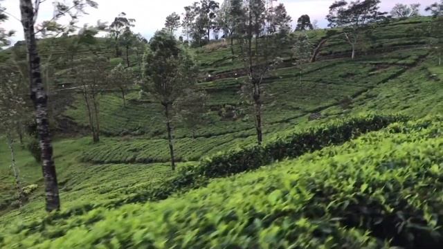 Чайные плантации на Цейлоне (Шри-Ланка) смотреть онлайн