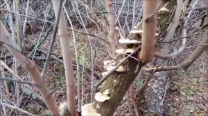 трутовики захватили лес