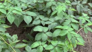 Бесшипная огромная ежевика.  Посадка и размножение в домашних условиях