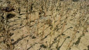 Уборка промышленного посева подсолнечника, село Правда, Первомайский район, Республика Крым