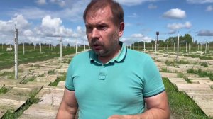 Продолжается сбор улитки. Август 2024