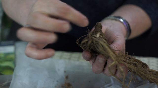 ХОСТА– королева декоративнолистных ✔️ Как выбрать Хосту ✔️ Посадка и Уход Советы от Garden zoo
