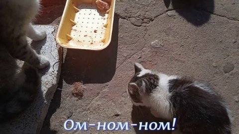 Котики-проглотики