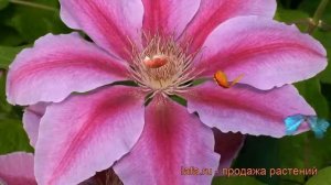 Клематис крупноцветковый Биз Джубили ? обзор: как сажать, саженцы клематиса Биз Джубили