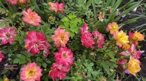 #роза и #прунелла в моём саду, обзор #садовыерастения