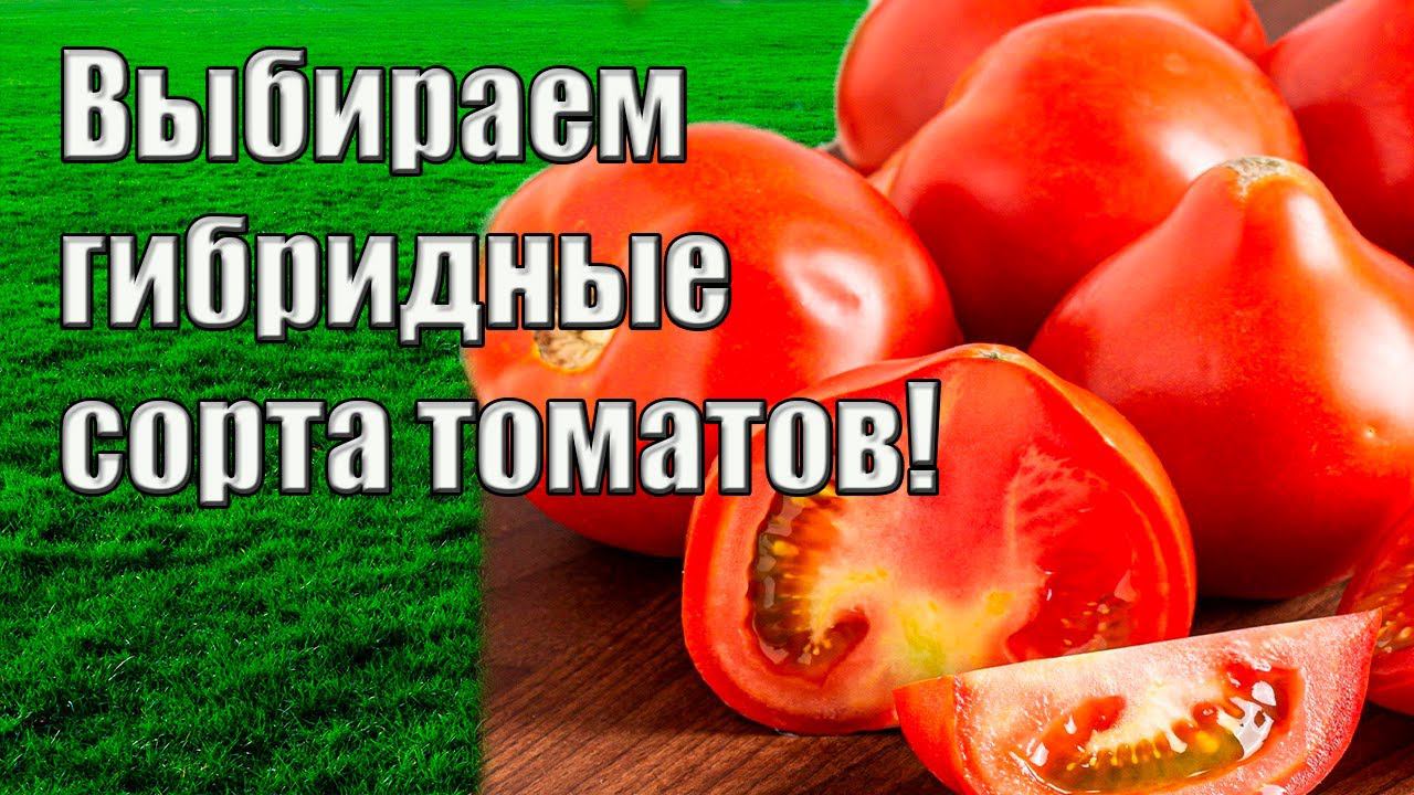 Выбираем сорта томатов, которые нравятся садоводам!