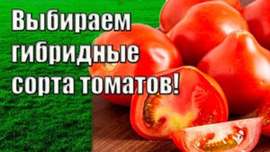 Выбираем сорта томатов, которые нравятся садоводам!
