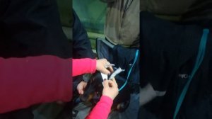 Как ставить уши доберману