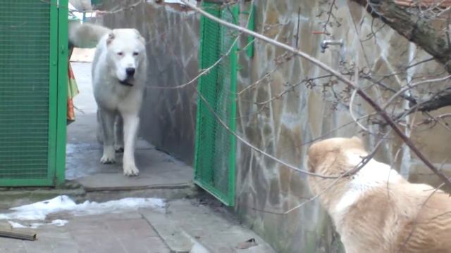 Цогуш-Юрек Баяз Бури и Пери смотреть онлайн